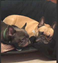 My Frenchies