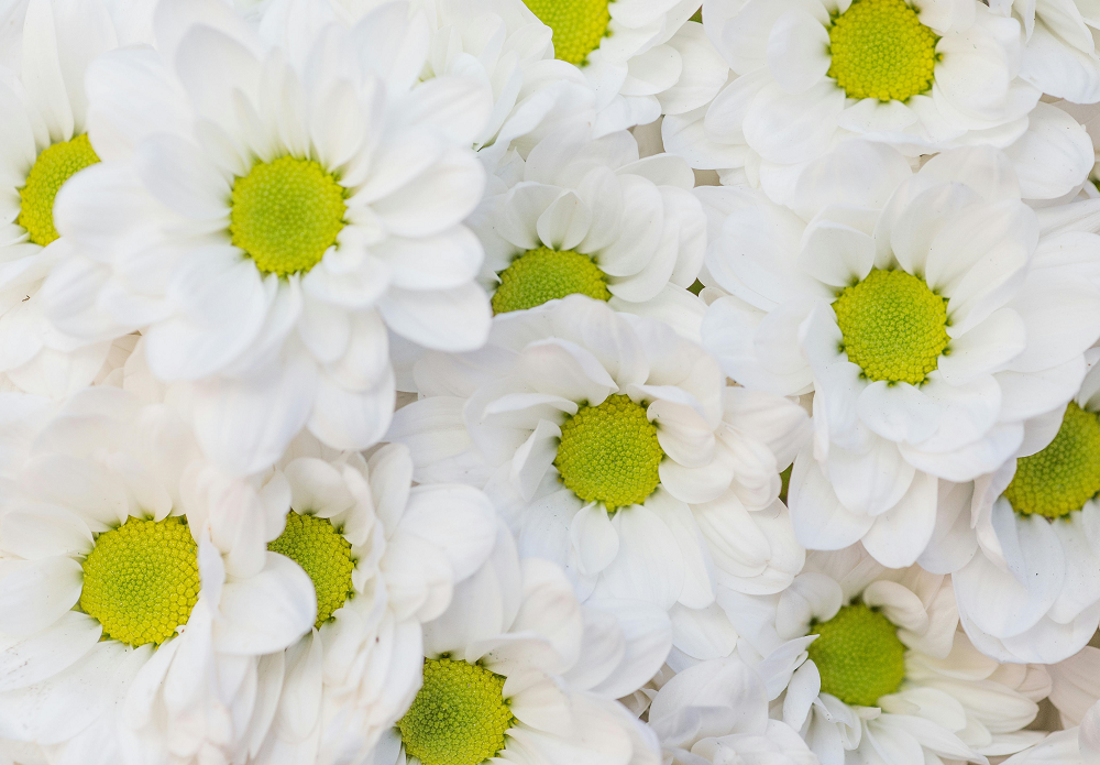 Flowers Background