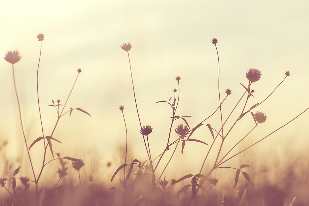 Flowers Background