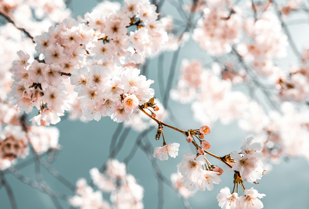Flowers Background