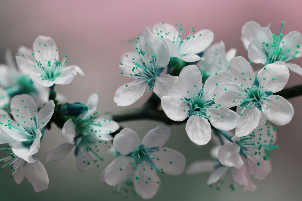 Flowers Background