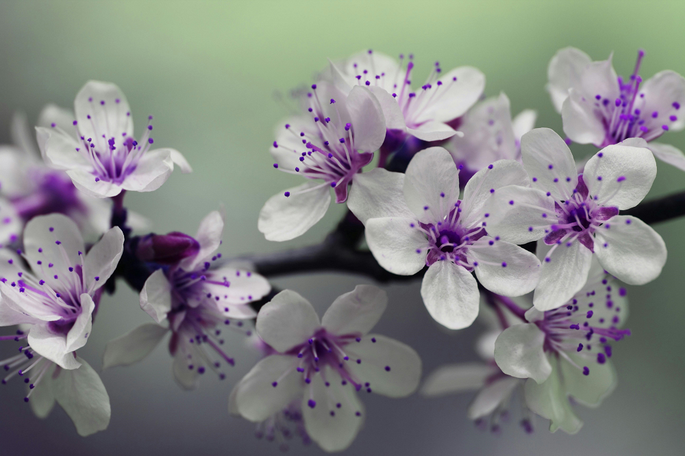 Flowers Background