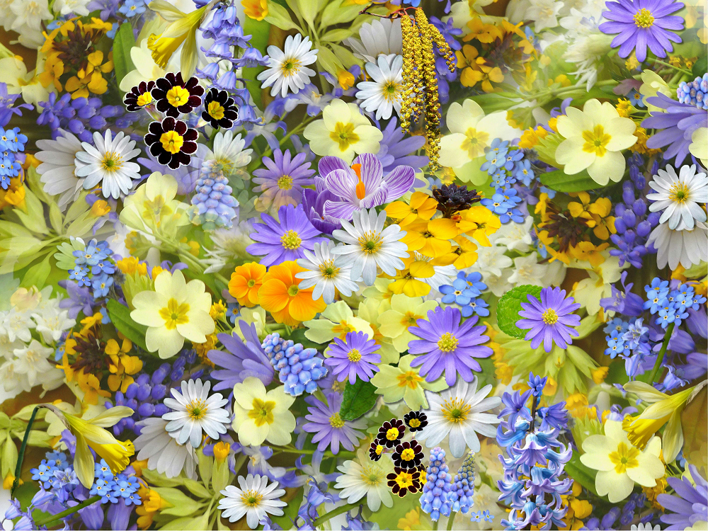 Flowers Background