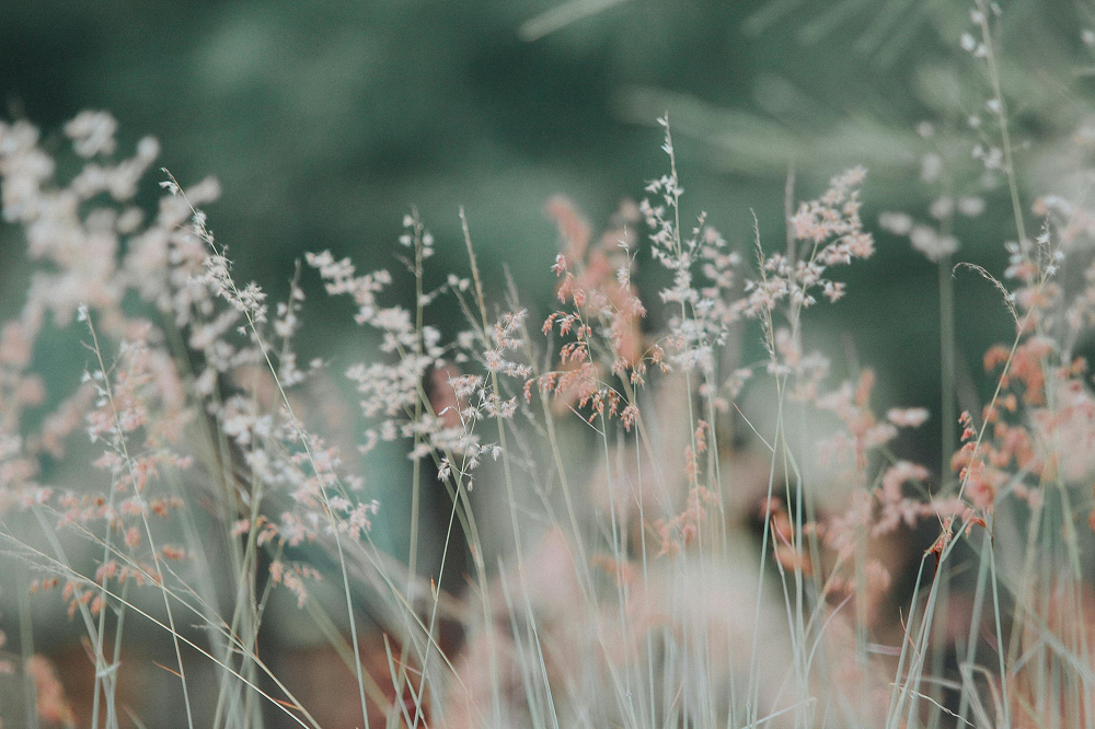 Flowers Background