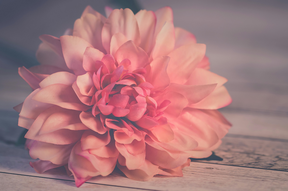 Pink Flower Background