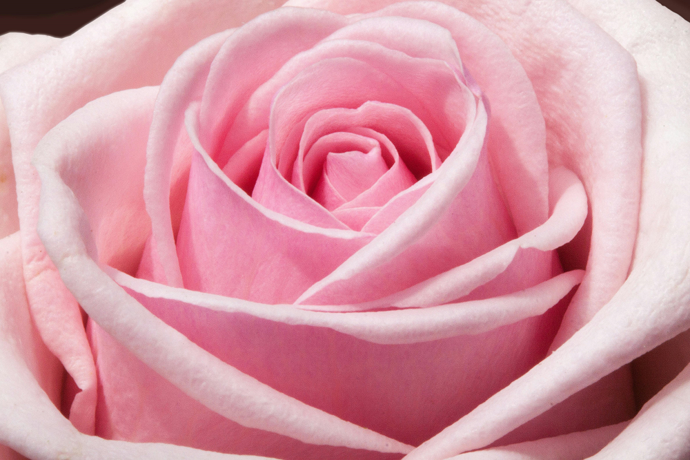 Pink Rose Background