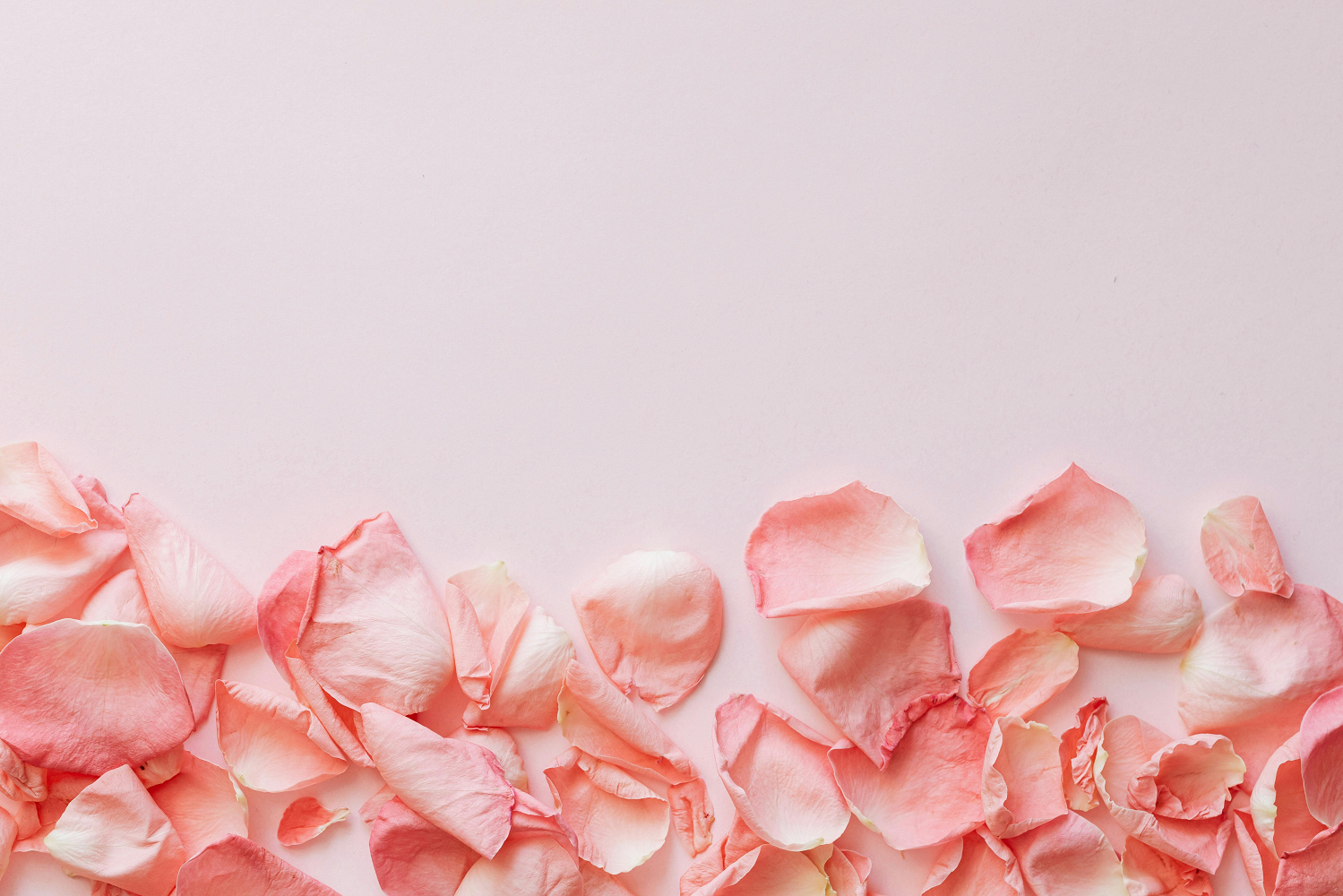 Pink Rose Petals Background