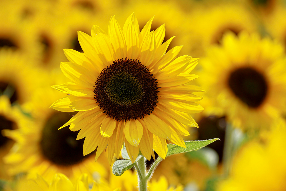 Sunflowers Background